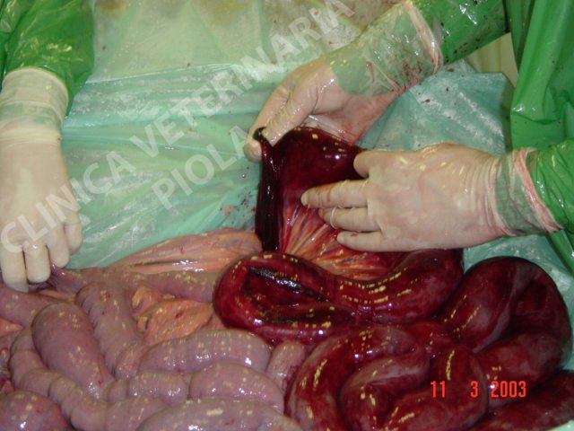 Gastro duodenodigiunite